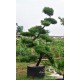 Lohansung (Podocarpus sp)